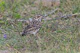 Vesper Sparrow